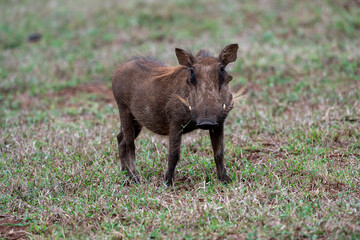 Common warthog standing in African grassland facing camera © fsanchex