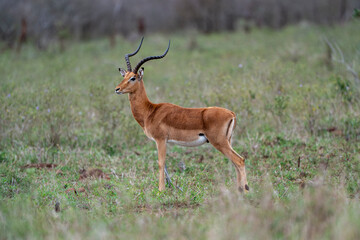 Male impala antelope standing in African savanna grassland © fsanchex