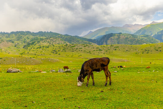 Young brown and white cow grazes in a lush green pasture. Rolling hills and distant mountains create a serene rural landscape under a partly cloudy sky.