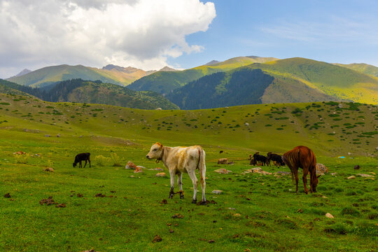Wide shot of a mountain pasture featuring a light-colored calf with tied legs and a dark calf grazing nearby. Several cows and a brown horse are visible in a vibrant green landscape under a partly