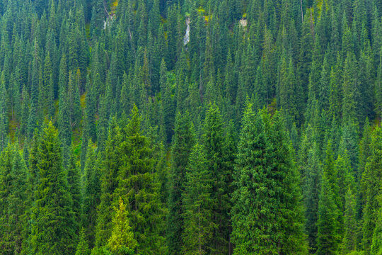 Dense coniferous forest features numerous evergreen trees with varying shades of green. Soft, diffused lighting enhances the natural textures of foliage and rocky terrain.