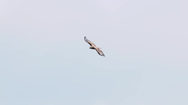 Eastern imperial eagle lat. Aquila heliaca, flying against a clear blue sky, captured in slow motion. A large bird of prey hovers in search of prey..