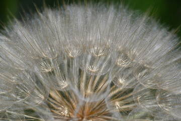 Macro close-up of a dandelion seed head (Taraxacum officinale), showing delicate white parachute-like seeds arranged in a spherical structure, ready to disperse in the wind. © PaulSat