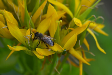 Honeybee collecting nectar and pollen from yellow gentian flowers (Gentiana lutea). Close-up capturing a pollinator on bright yellow blossoms in a natural alpine habitat during summer. © PaulSat