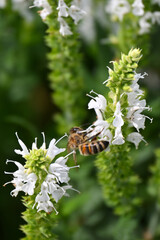 Honeybee collecting nectar from white Salvia nemorosa flowers in a garden. Close-up of a pollinator visiting delicate flower spikes, highlighting the relationship between insects and flowering plants. © PaulSat
