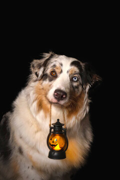 Aussie dog with pumpkin lantern lamp in root. Black Background vertical real photo
