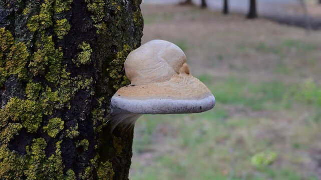 A large bracket polypore fungus grows on the lichen-covered bark of a tree trunk in a park setting.