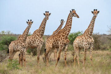 Group of giraffes standing close together in African bushveld © fsanchex