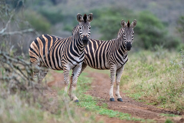 Obraz premium Two zebras standing together on a track in African bush