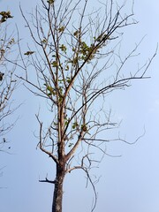 Obraz premium A dry tree that is almost dead because of the dry season 