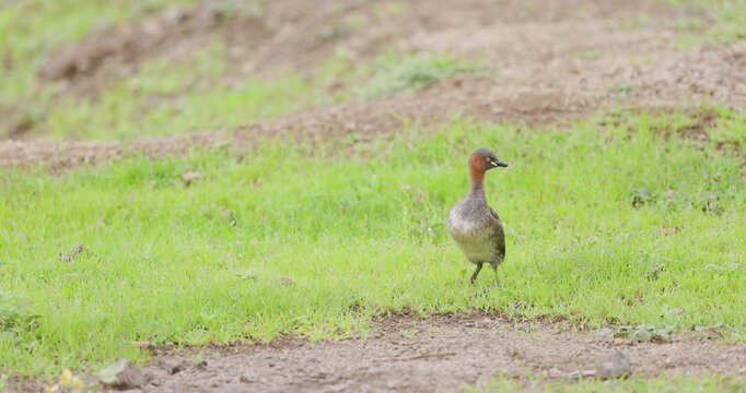 Little Grebe bird stands on wet grassy bank turning to scan lake shore; slow motion monsoon bird.