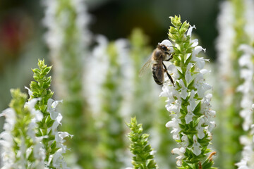 Honeybee drinking nectar from white meadow sage flowers (Salvia nemorosa), capturing natural pollination behavior and delicate blossoms in a summer garden. Closeup of an active pollinator. © PaulSat