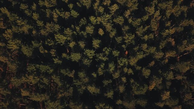 Cinematic top-down view over a dense pine forest, showing green treetops, deep natural shadows and the textured pattern of the woodland canopy. Atmospheric nature footage suitable for environmental th
