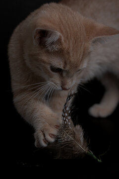 A ginger kitten reaches toward a feather toy with one paw. A view from above shows spotted feathers beneath a cream foreleg against a black surface.