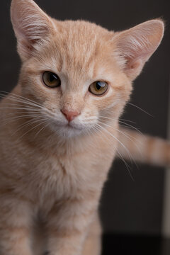 A ginger kitten looks at the camera with its head tilted. A cream chest and forelegs appear below amber eyes while a blurred tail extends across the brown background.