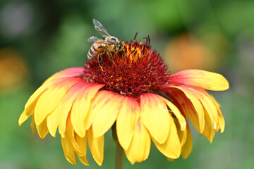 Honeybee collecting nectar and pollen from a vibrant Gaillardia flower, showcasing golden yellow and red petals. Closeup of a pollinator feeding on a colorful garden bloom in summer. © PaulSat