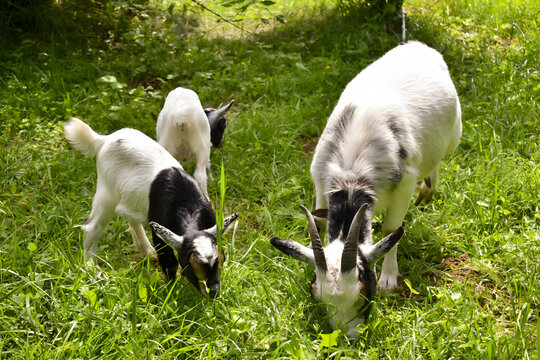 Mother goat with her two little kids grazing together on a green sunny meadow