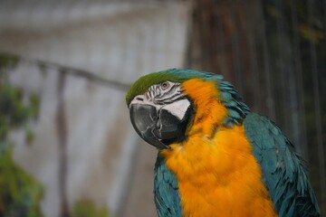 Macaw parrot in a cave. © Carmen