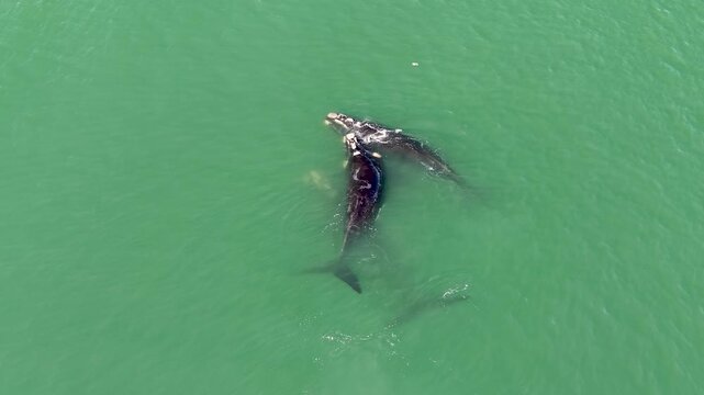 Aerial drone view of southern right whales swimming in the green coastal waters of Playa Mansa in Punta del Este Uruguay
