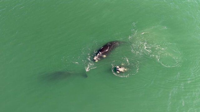 Aerial drone view of southern right whales swimming together near the surface at Playa Mansa in Punta del Este Uruguay