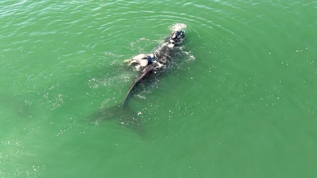 Aerial drone view of two southern right whales swimming together near the surface at Playa Mansa in Punta del Este Uruguay
