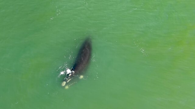 Aerial drone view of southern right whales swimming near the surface in the coastal waters of Playa Mansa in Punta del Este Uruguay