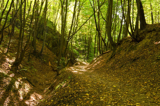 A winding forest path in the ravine in Bedkowska Valley (Bedkowska Dolina). Bedkowice, Malopolska, Poland.