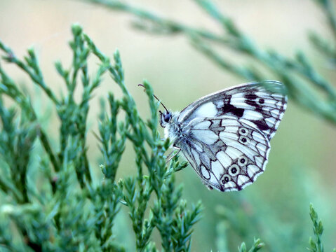 A marbled white butterfly rests on a green shrub. The butterfly has black and white checkered wings.