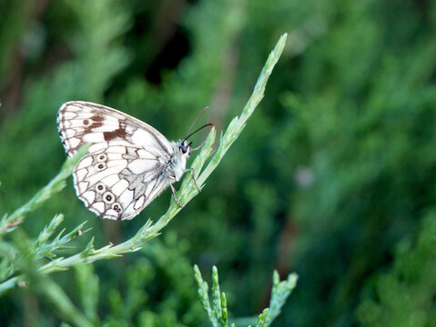 A marbled white butterfly rests on a green stem with blurred green foliage in the background.