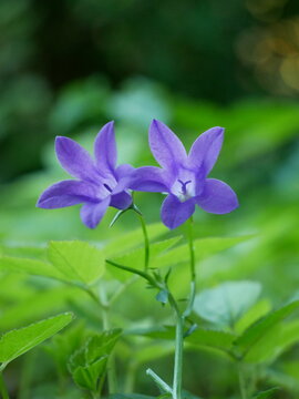 Two delicate purple bell-shaped flowers are in focus against a soft green background.