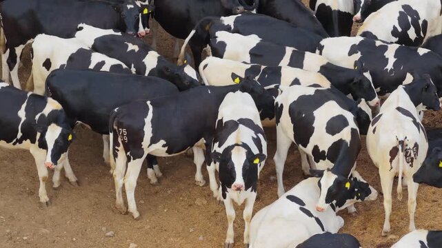 Holstein Cattle Gather in a Large Barnyard Pen for Daily Feeding