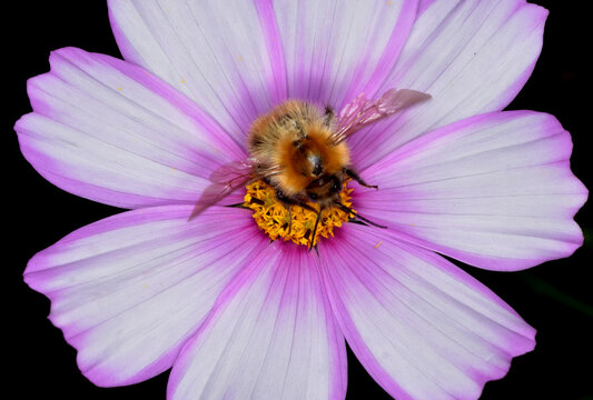 Common Carder Bee hovering above a Cosmos Flower
