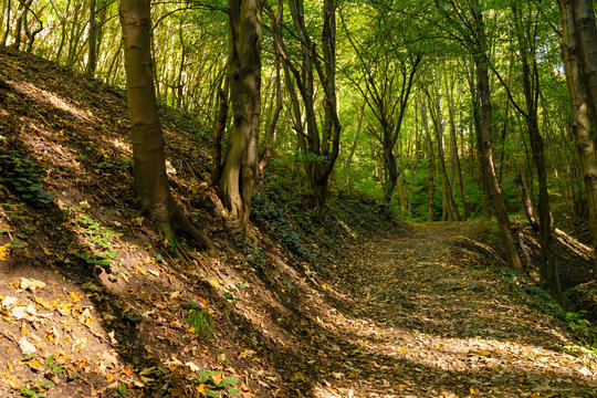 A forest path in the ravine in Bedkowska Valley (Bedkowska Dolina). Bedkowice, Malopolska, Poland.