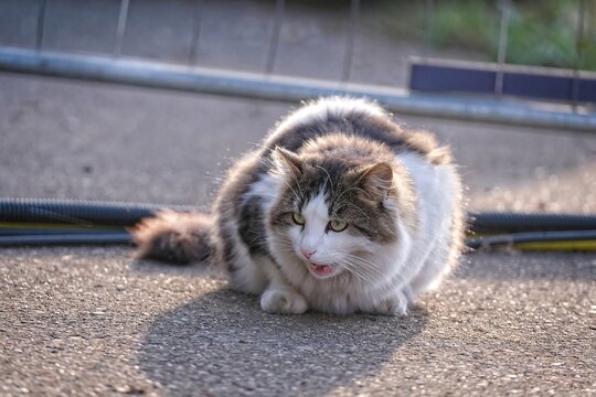 Lost longhair cat sitting at the backyard and yawns with mouth open. Horizontal image with selective focus.	
