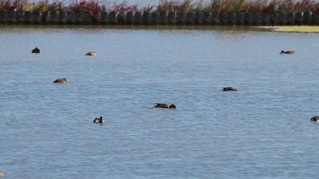 A flock of dabbling wild ducks swim and forage across the open rippling blue water of a sunny wetland lake