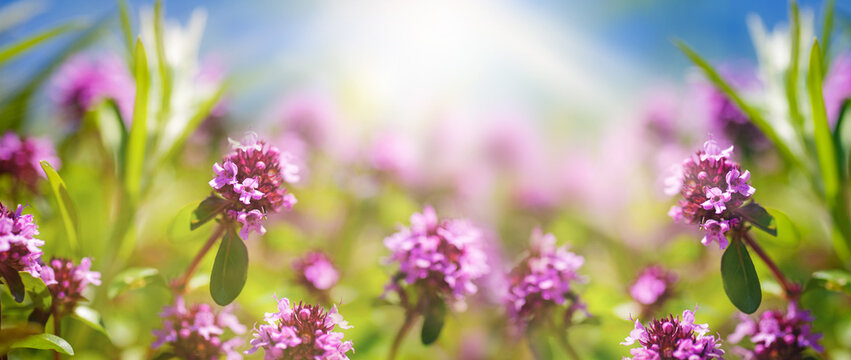 Small pink flowers of wild thyme in sunlight over blue sky