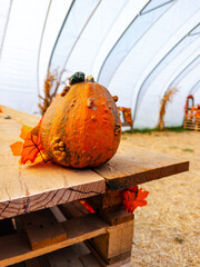 Fototapeta premium A gourd stands near the edge of a pallet table. A low view shows orange bumps above rough planks with a tunnel shelter behind.
