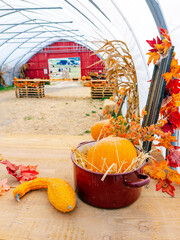 Fototapeta premium A pot holds a pumpkin beside a curved gourd on a table. Orange leaves surround the display below metal ribs with a red doorway in the distance.