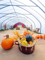 Fototapeta premium A pot of gourds stands beside a pumpkin inside a tunnel shelter. Green squash and orange floral decorations rise above straw under repeating metal arches.