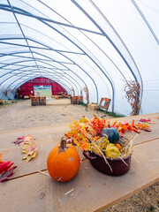 Fototapeta premium A pumpkin and a pot of gourds occupy a table inside a tunnel. The curved roof spans a straw covered aisle ending at a red wall with an open doorway.