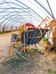 Fototapeta premium A sleigh stands inside a tunnel shelter among corn stalks. Turquoise rails frame a wicker back above grass beneath repeated metal arches.