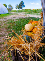 Fototapeta premium Pumpkins and straw line the edge of a tunnel opening. A cream squash sits above a green specimen with a grassy field and trees beyond.