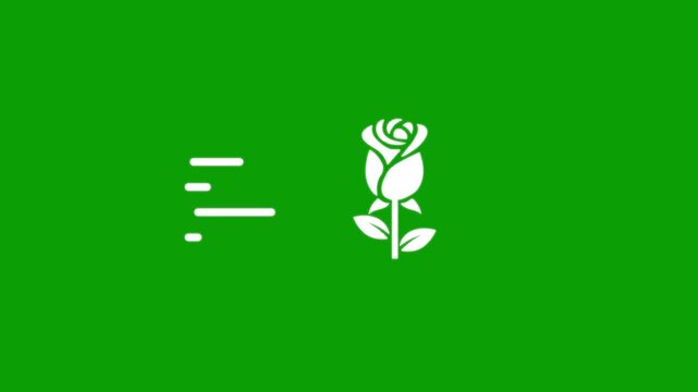 White rose icon animation moving with speed lines on green screen background for logo motion graphics.
