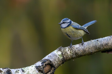 Eurasian Blue Tit (Cyanistes caeruleus) on a branch in a forest of Noord Brabant in the Netherlands.                 © Albert