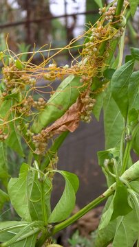 Parasitic Yellow Dodder Vine Also Known As Cuscuta Strangling And Damaging A Green Pepper Bush Plant Creating A Serious Agriculture Crop Pest Problem In A Farm Garden