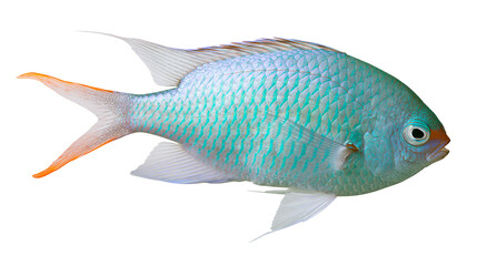 Blue green chromis fish with orange tail fin and iridescent scales © Ludwig