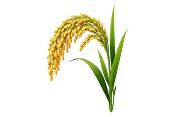 Fototapeta premium Golden rice plant illustration on white background.