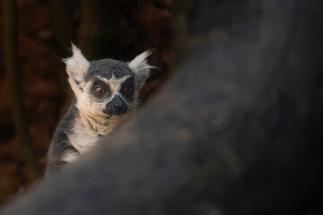 The ring-tailed lemur, Lemur catta, on blurred background. © Waldemar Seehagen