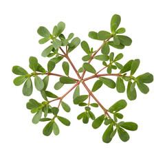 Fresh purslane herb with green leaves on a transparent background © GlebAbukan