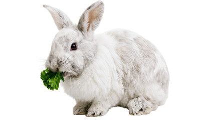 Fluffy white and grey rabbit eating a fresh green kale leaf © Otso